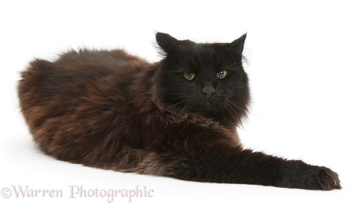 Dark chocolate cat, Scruffy, white background