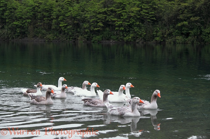 Domestic geese swimming along a river.  Chile