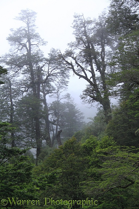 Temperate rainforest.  Chile