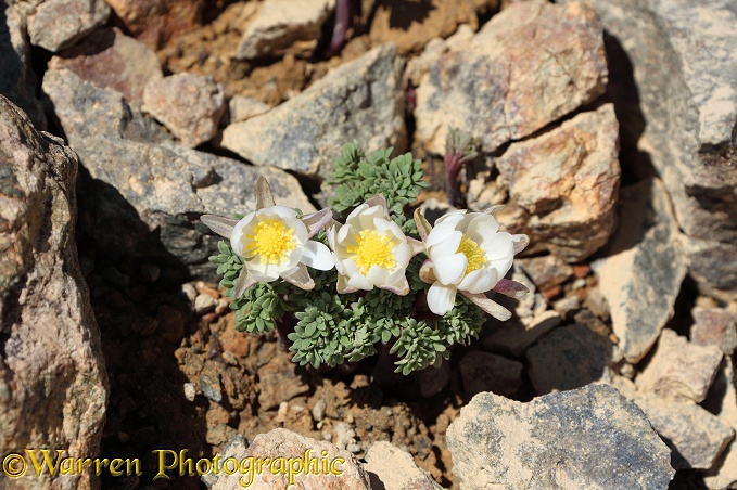 Alpine flowers (unidentified).  South America