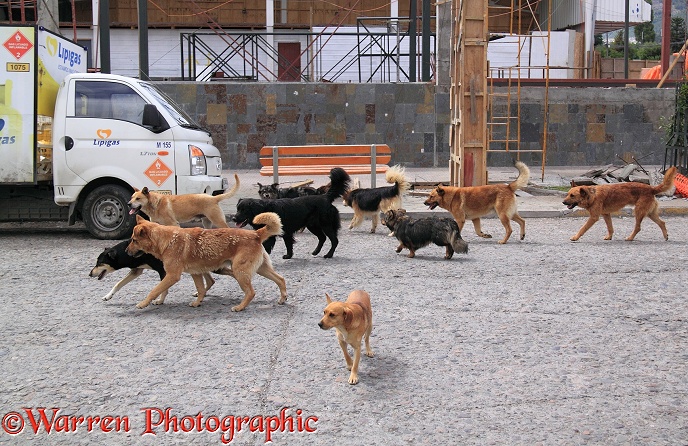 'Bitch run' - Pack of street dogs following after a bitch on heat.  Coyhaique, Chile