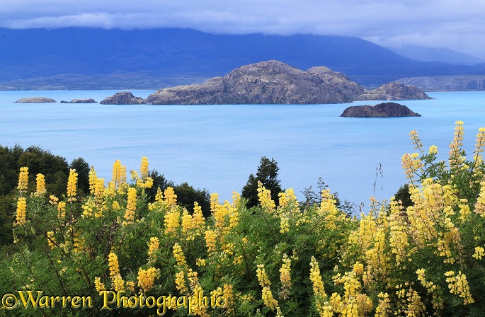 Lupine flowers and turquoise lake.  Chile