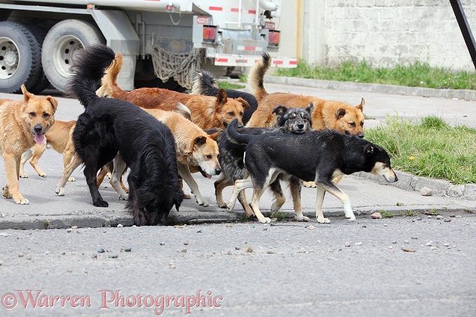 'Bitch run' - Pack of street dogs following after a bitch on heat.  Coyhaique, Chile