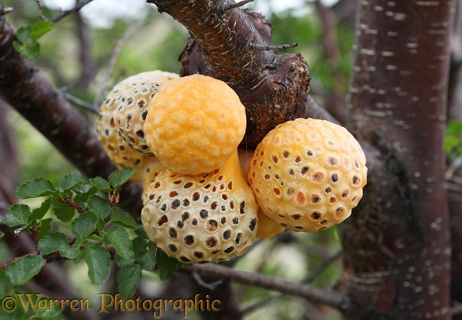 Indian Bread - parasitic fungal fruit on Southern Beech tree.  Patagonia
