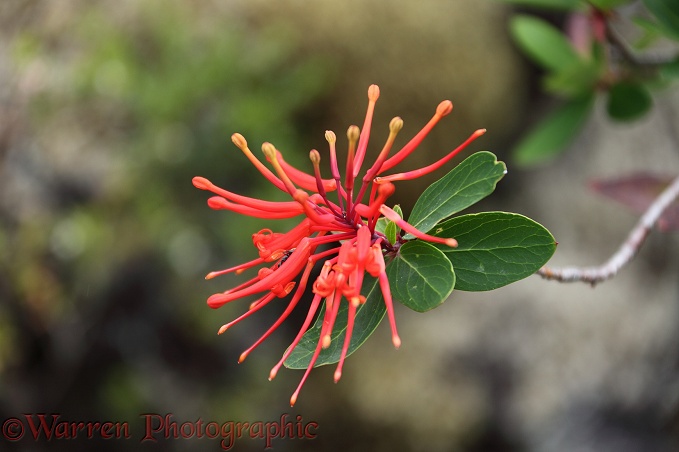 Notro (Embothrium coccineum) flower.  Patagonia