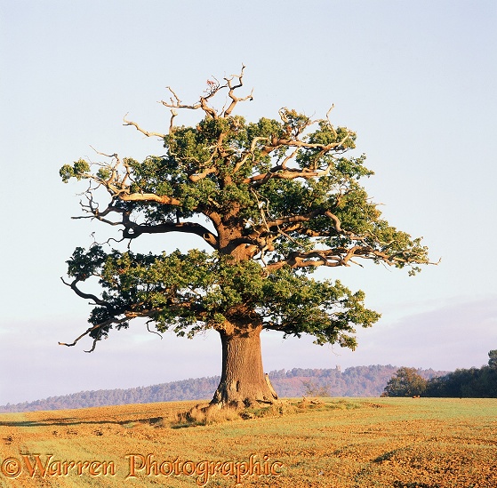 English Oak (Quercus robur) - Autumn (18-10-2008).  Surrey, England