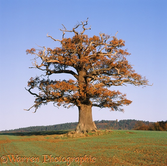 English Oak (Quercus robur) - Autumn (12-11-2008).  Surrey, England