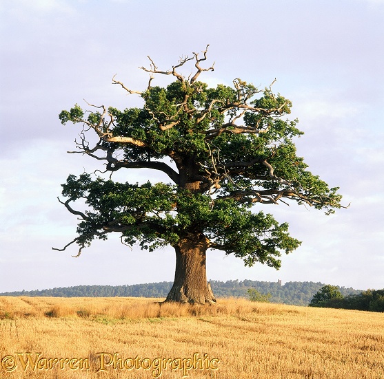 English Oak (Quercus robur) - Autumn (07-09-2009).  Surrey, England