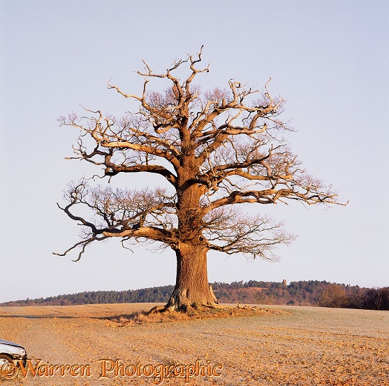 English Oak (Quercus robur) - Winter (05-03-2010).  Surrey, England