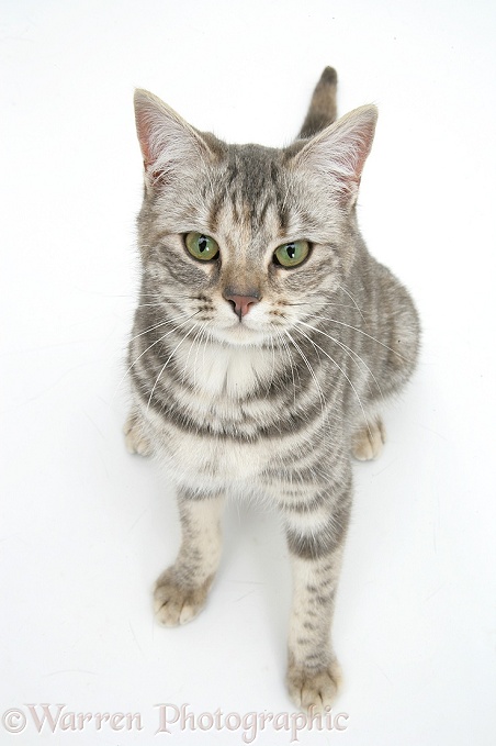 Tabby cat, Cynthia, looking up, white background