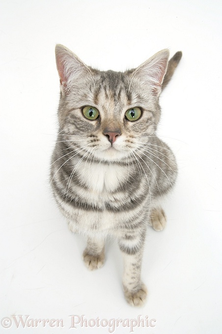 Tabby cat, Cynthia, looking up, white background