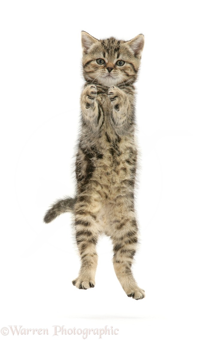 Playful tabby kitten leaping and grasping, white background