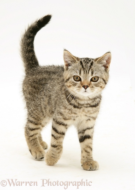 Tabby kitten walking, white background