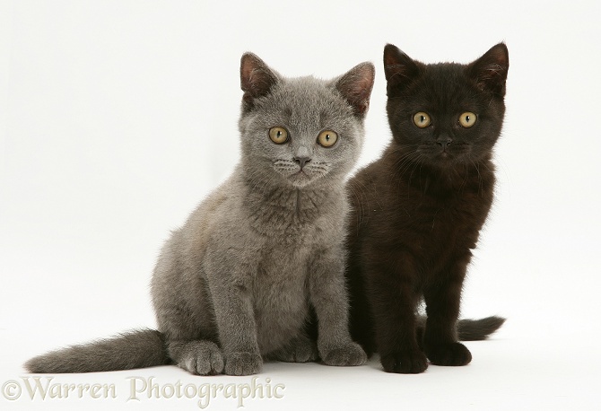 British Shorthair blue kitten, Taz, and British Shorthair black kitten, Panther, 7 weeks old, white background