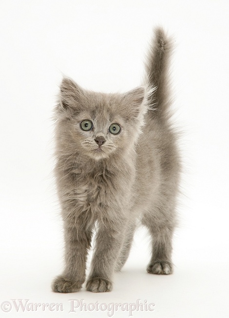 Blue Persian-cross kitten, Beebee, white background