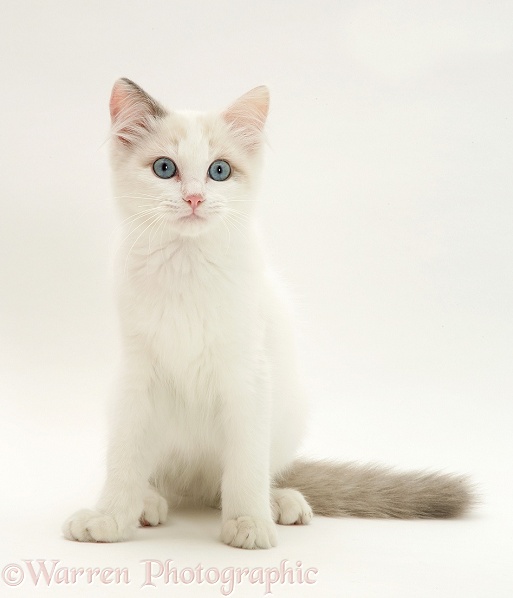 Blue-eyed Ragdoll cat, white background