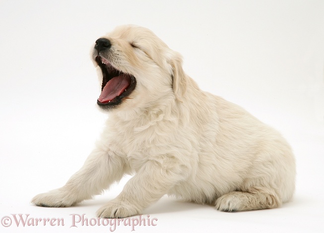 Golden Retriever pup yawning, white background