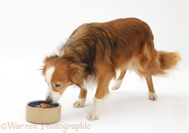 Border Collie bitch, Lollipop, eating wet dog food from a ceramic dish, white background