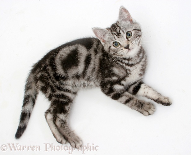Silver tabby kitten, lying and looking up, white background