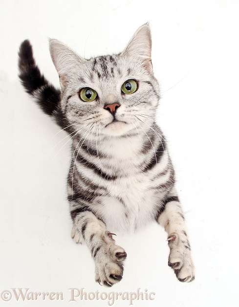 British shorthair silver tabby female cat, Zelda, reaching up, white background