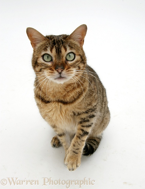 Brown Spotted Bengal female cat, Rasha, sitting looking up, white background