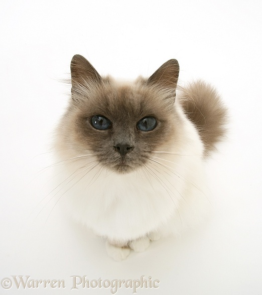 Blue-point Birman cat, looking up, white background
