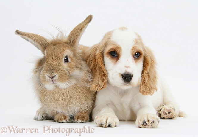 Orange roan Cocker Spaniel pup, Blossom, with sandy Lionhead-cross rabbit, Tedson, white background