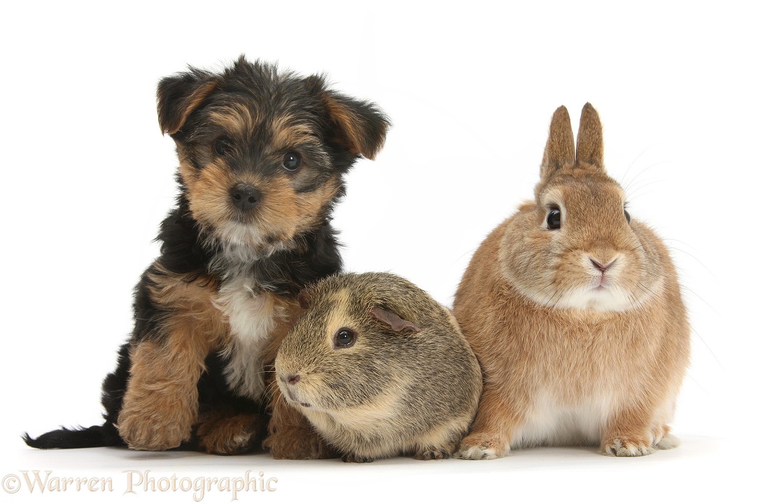 Yorkshire Terrier pup, Evie, 8 weeks old, with Guinea pig and Sandy Netherland dwarf-cross rabbit, Peter, white background