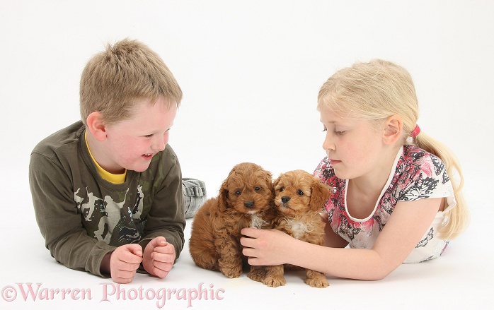 Siena and Leon with Cockapoo pups, 7 weeks old, white background