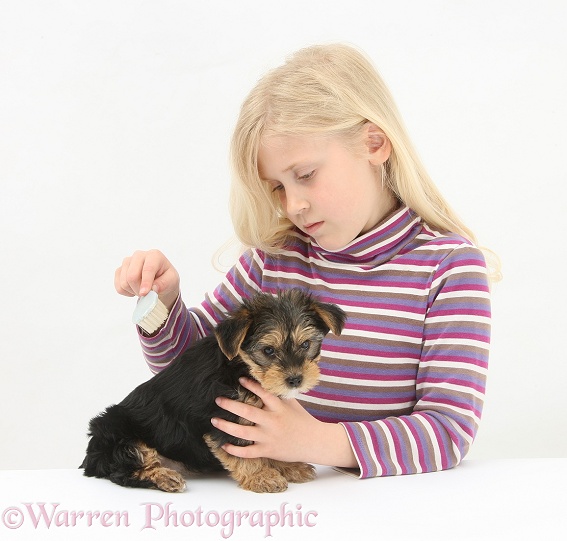 Siena grooming a Yorkshire Terrier pup, 7 weeks old, with a brush, white background