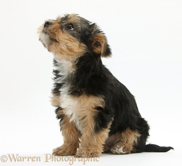 Yorkshire Terrier-cross pup, Evie, 8 weeks old, white background