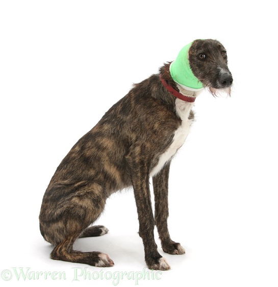 Brindle Lurcher, Kite, wearing a bandage after damaging an ear, white background