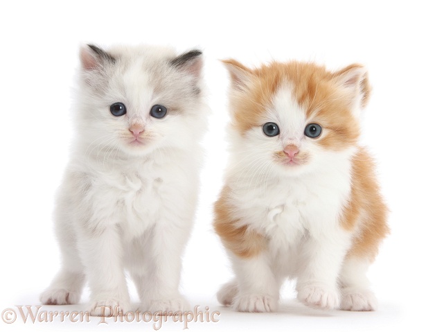 Colourpoint and ginger-and-white kittens, white background