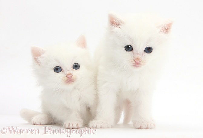 White kittens, white background