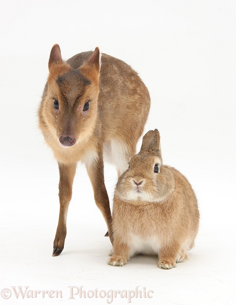 Muntjac (Muntiacus reevesi) deer fawn and Sandy rabbit, Peter, white background