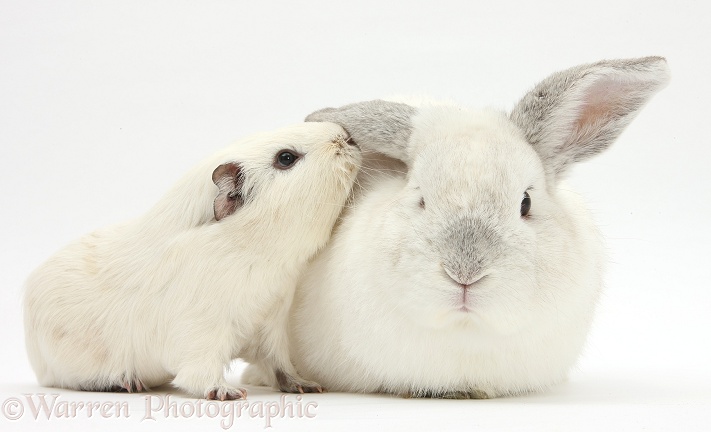 White Guinea pig whispering to white rabbit, white background