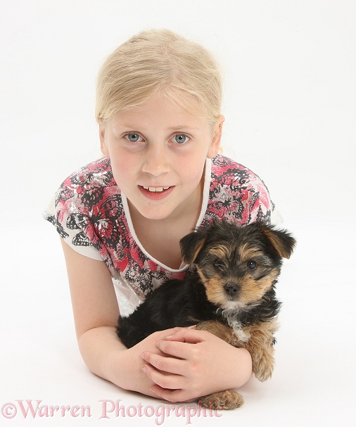 Siena with Yorkshire Terrier pup, 7 weeks old, white background