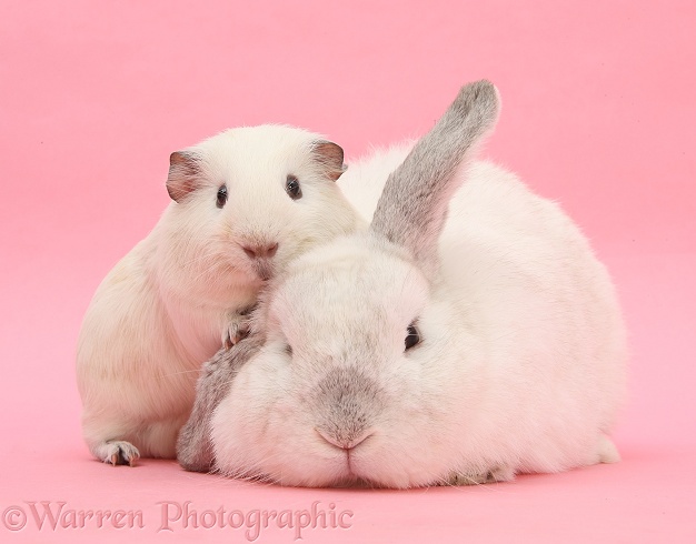 White Guinea pig and white rabbit on pink background