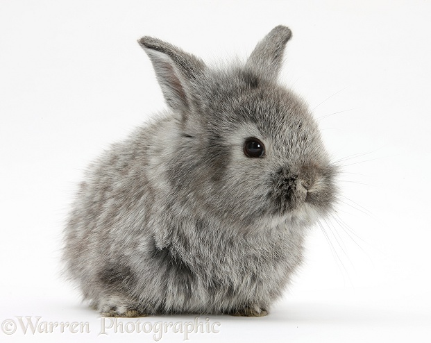 Young Silver Lionhead rabbit, white background