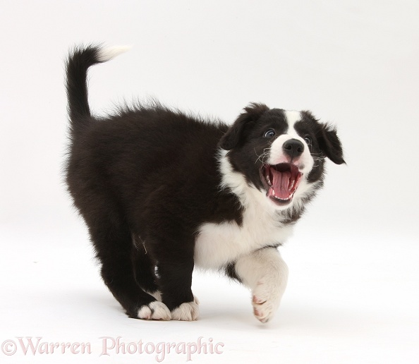 Black-and-white Border Collie pup, Gus, barking, white background
