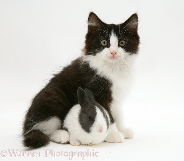 Black-and-white kitten, Felix, with baby blue Dutch rabbit, 3 weeks old, white background