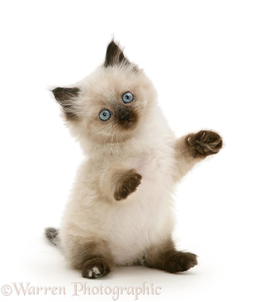 Birman-cross kitten, reaching up, white background