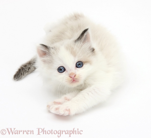 Playful colourpoint kitten, white background