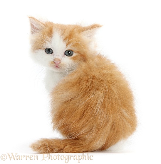 Ginger-and-white kitten looking over its shoulder, white background