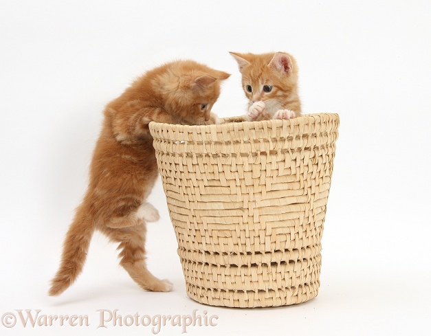 Ginger kittens, Tom and Butch, 7 weeks old, playing in a raffia basket, white background