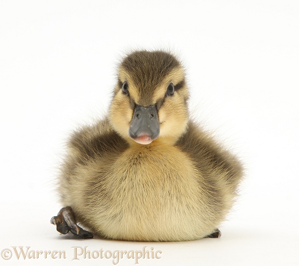 Mallard (Anas platyrhynchos) duckling, 1 week old, white background