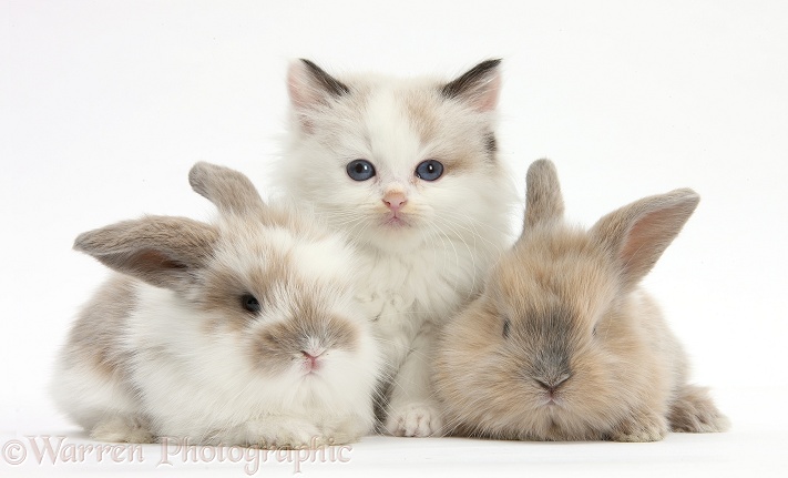 Colourpoint kitten with baby rabbits, white background