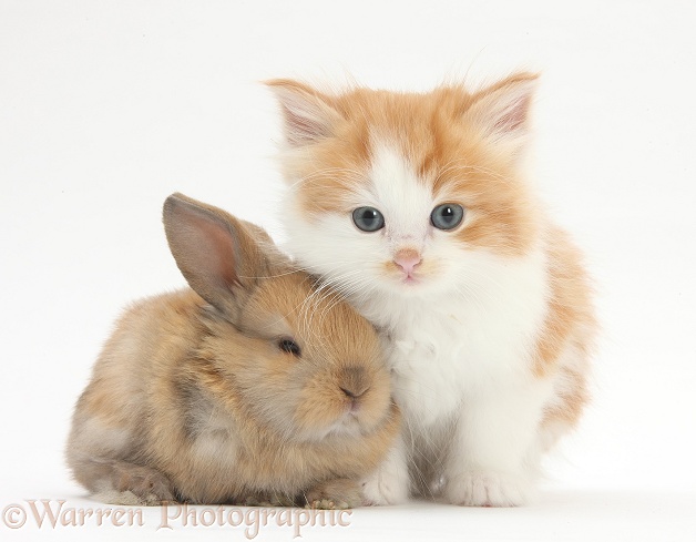 Ginger-and-white kitten with a baby rabbit, white background