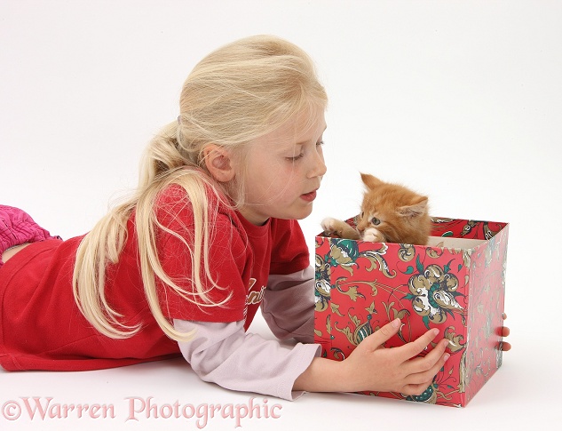 Siena (7) with ginger kitten, Butch, 7 weeks old, in a box, white background