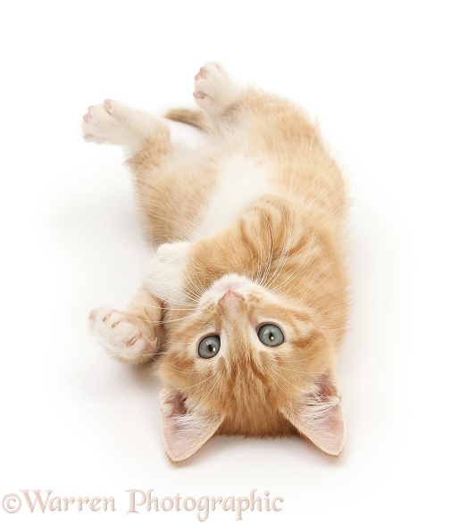 Ginger kitten, Tom, 8 weeks old, rolling playfully on its back, white background